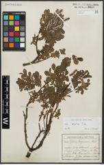 Foto von Salix alpina Scop.